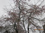 110502kakunodate.jpg