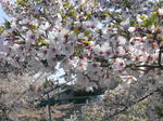 110505araya.jpg