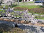20110505araya2.jpg