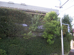 sugi03.jpg