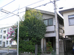 sugi05.jpg