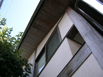 sugi06.jpg